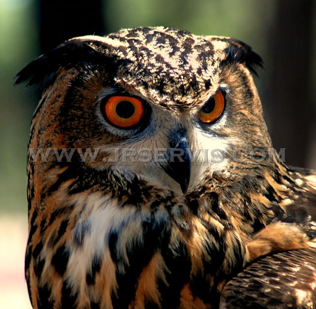 African Eagle Owl.jpg - African Eagle Owl